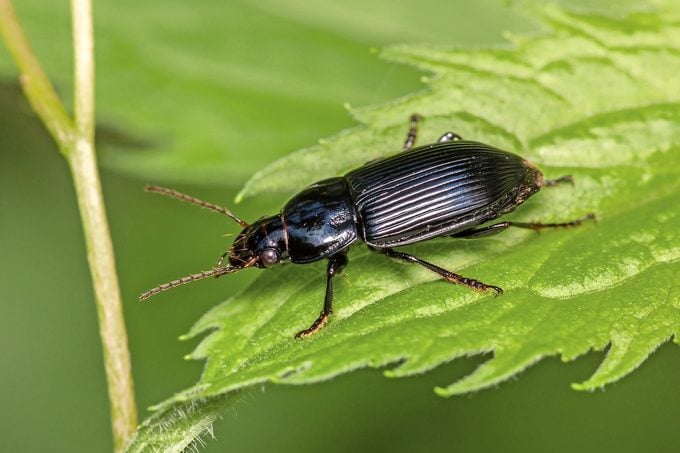 Ground beetle on leaf