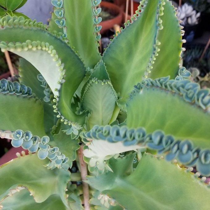 3 Mother of Thousands(Kalanchoe crenato-daigremontiana) plant