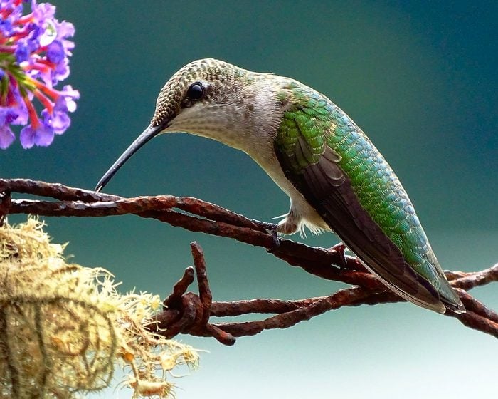 A ruby-throated hummingbird peeks at the photographer as it sits on a piece of barbed wire.