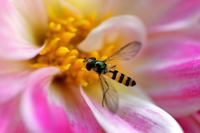 Syrphid fly beneficial insects
