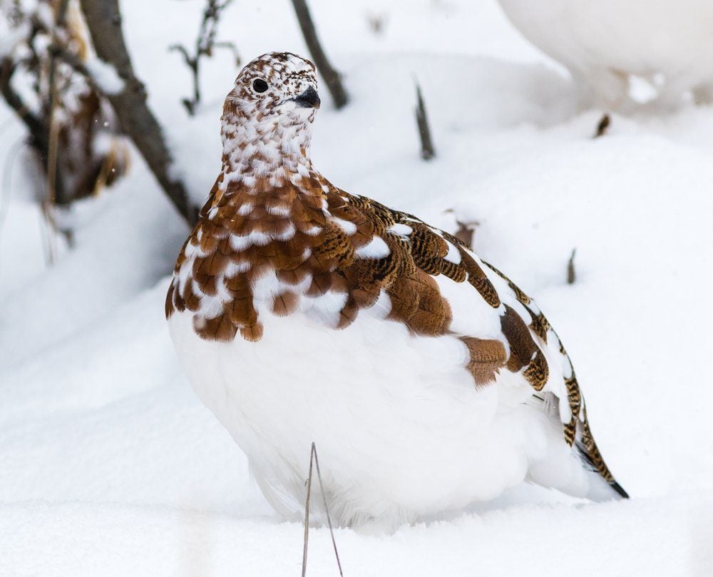Alaska's state bird, the willow ptarmigan, in Denali National Park at the beginning of winter in the middle of molting from summer to winter plumage