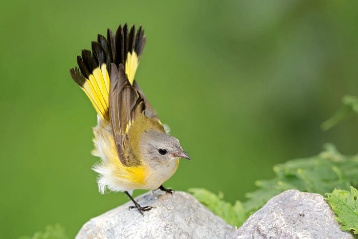 American redstart, pictures of warblers