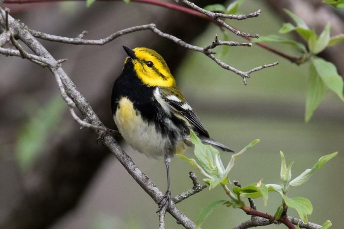 black-throated green warbler, pictures of warblers
