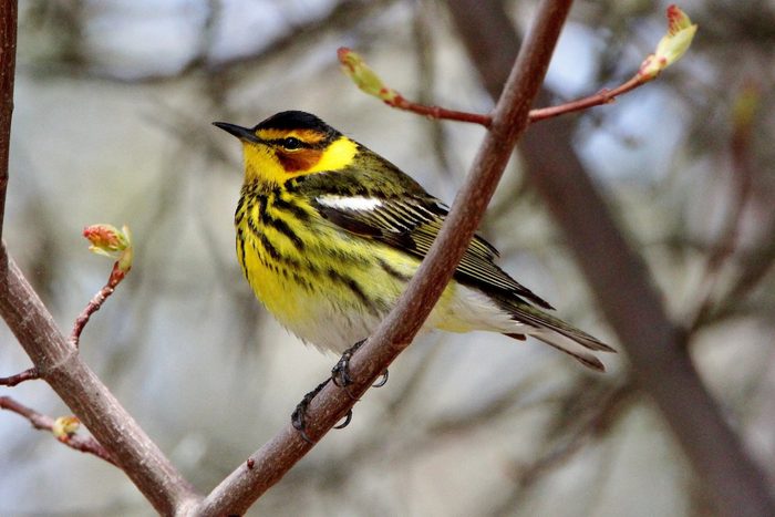 cape may warbler, pictures of warblers
