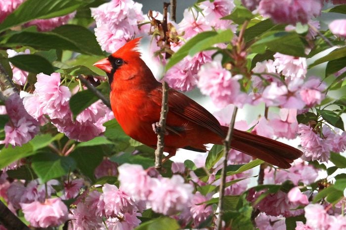 cardinal in spring flowers
