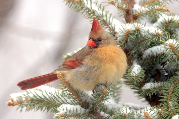 female cardinal bird