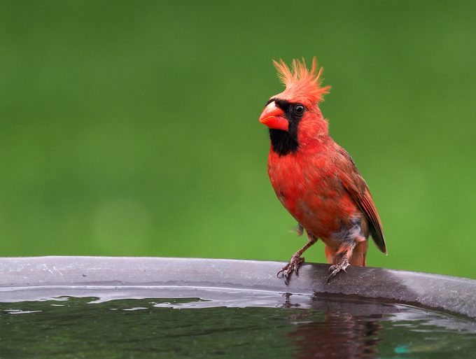 cardinal on Ƅird Ƅath