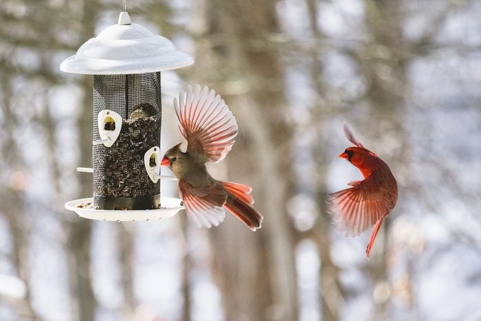 cardinals at bird feeder