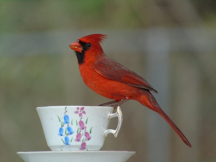 cardinal on teacup feeder