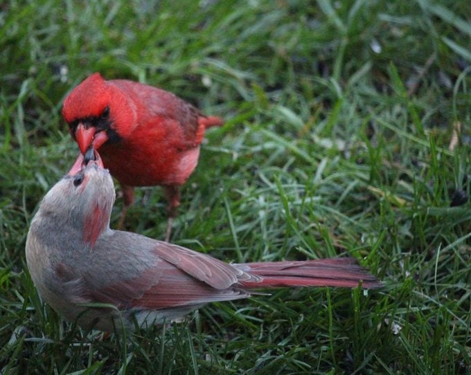 cardinals sharing seeds