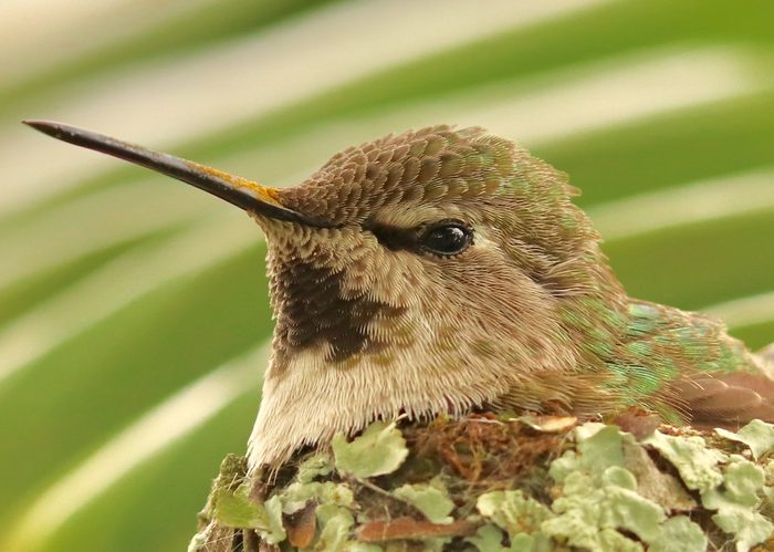 A close-up of a female Anna's hummingbird sitting on a nest with pollen on its beak.
