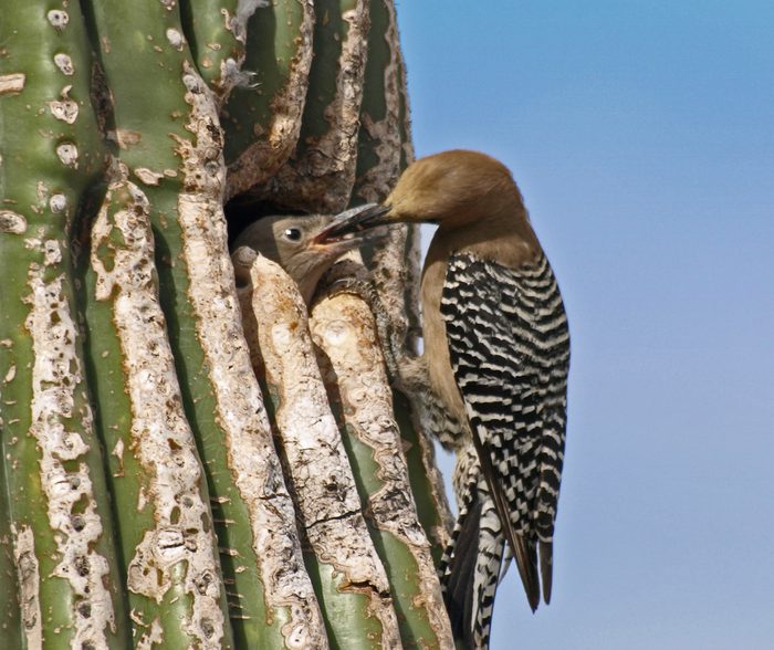 gila woodpecker, types of woodpeckers