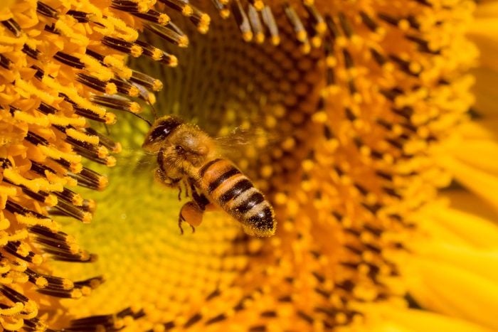 how to help bees, honeybee on sunflower