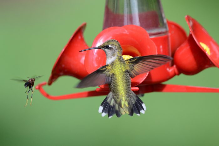A wasp disrupts a hummingbird at a sugar-water feeder.