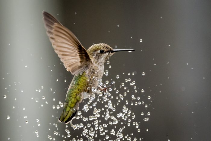 A female Anna's hummingbird plays in the water of a fountain. 
