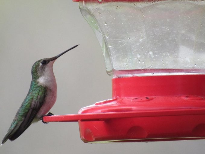 hummingbird at sugar water feeder