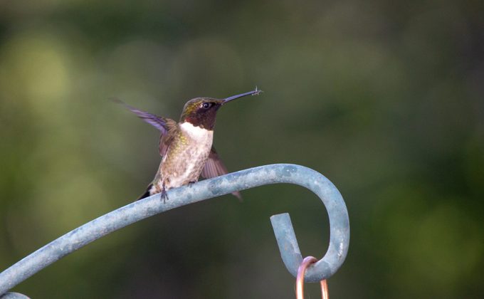 hummingbird eating a mosquito
