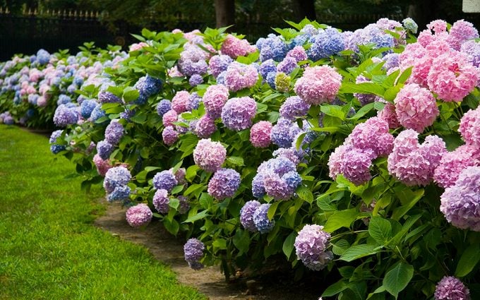 Pink and blue hydrangea hedge.