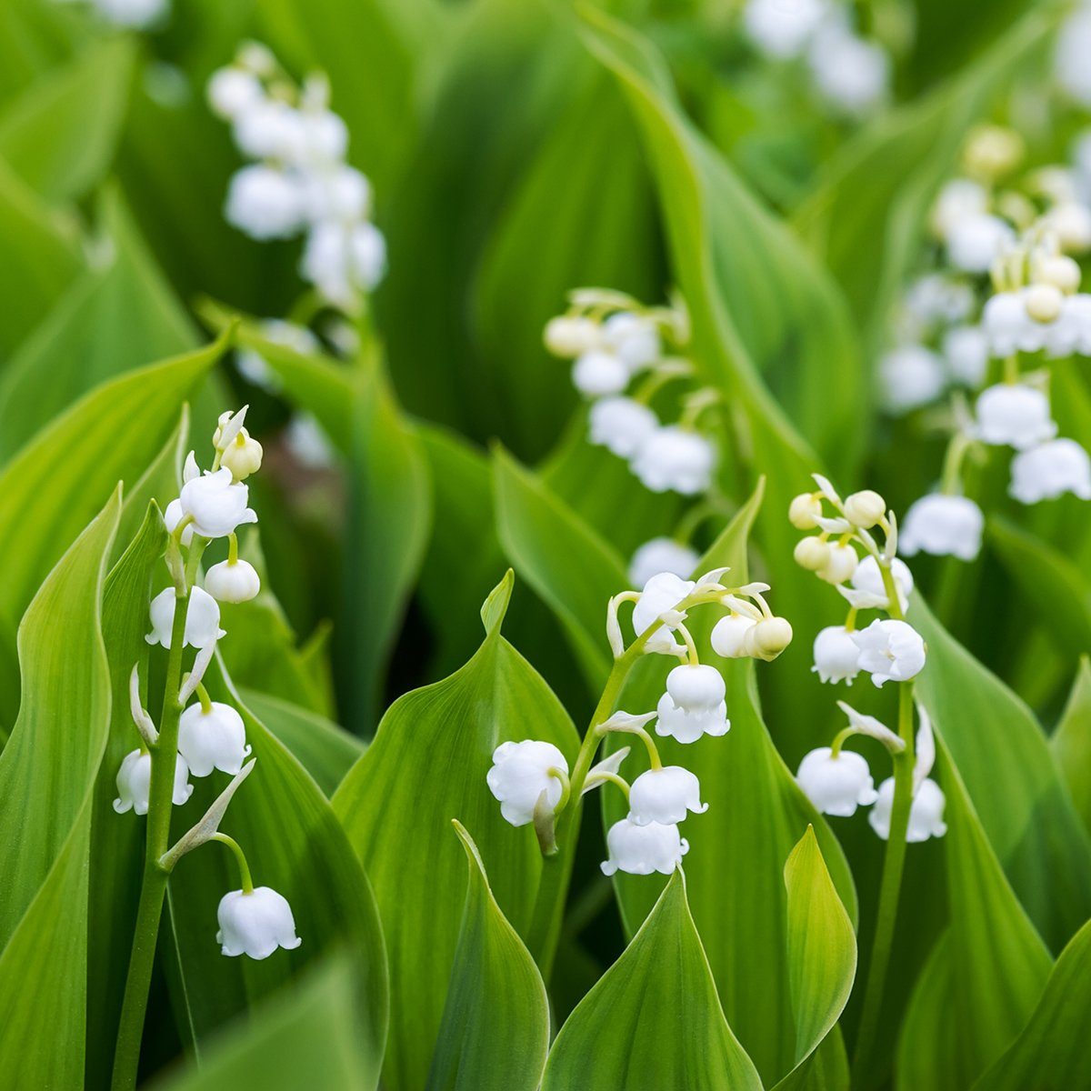 How to Get Rid of Lily of the Valley - Birds and Blooms
