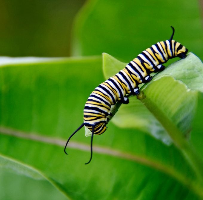 A monarch caterpillar crawls across a milkweed leaf.