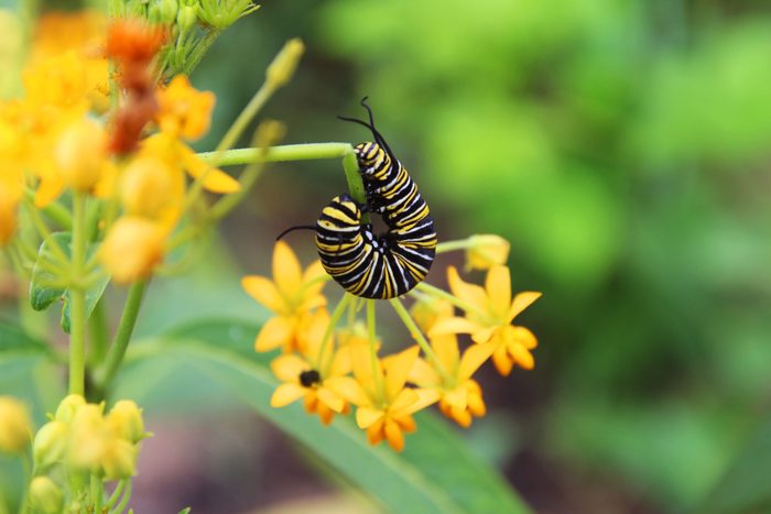 A monarch caterpillar bends around a milkweed plant.