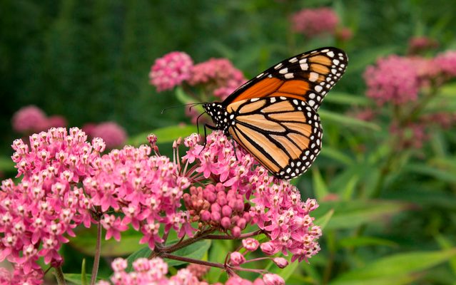 A monarch butterfly lands on a swamp milkweed plant.