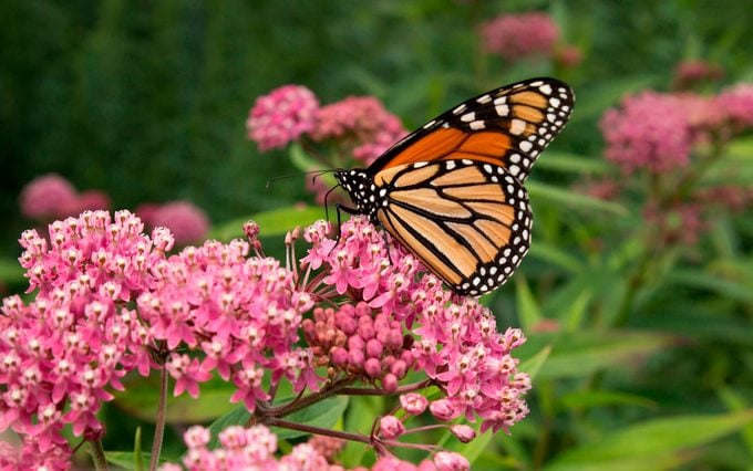 A monarch butterfly lands on a swamp milkweed plant.