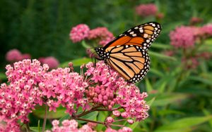 The Ultimate Milkweed Plant Growing Guide - Birds and Blooms