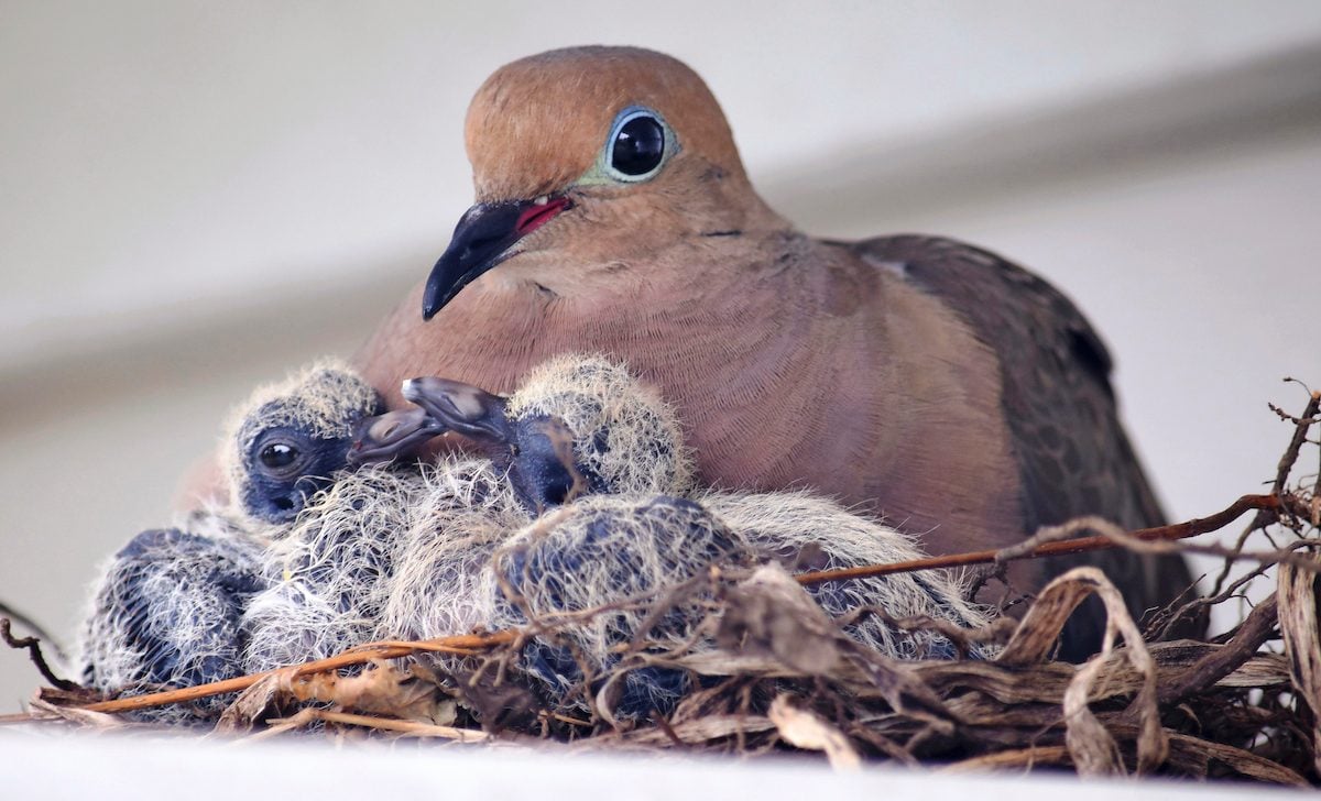 Quails,Small Birds Guoshang Simple Plastic Bird Nest Breathable Holey Nest for Pigeons Doves 