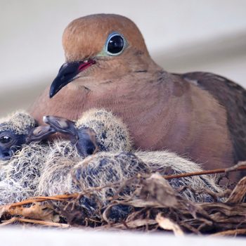 mourning dove nest