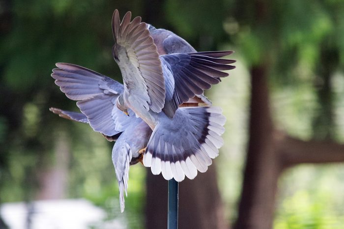 mourning doves in flight
