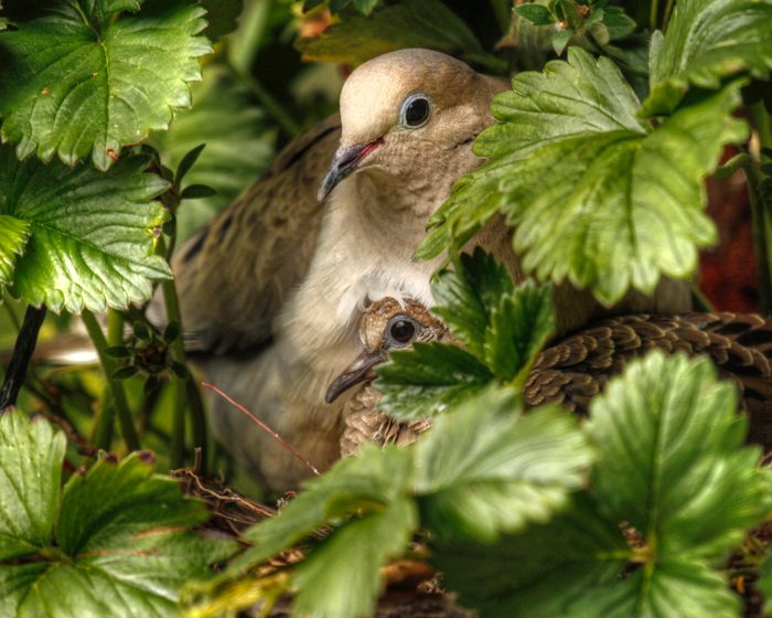 mourning dove nest