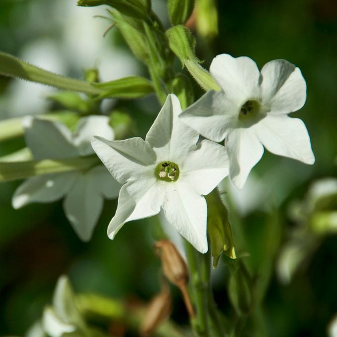 Beautiful close up of white trumpet like flowers of the jasmine tobacco plant, nicotiana alata, in bloom, also known as aztec, Persian and sweet tobacco.