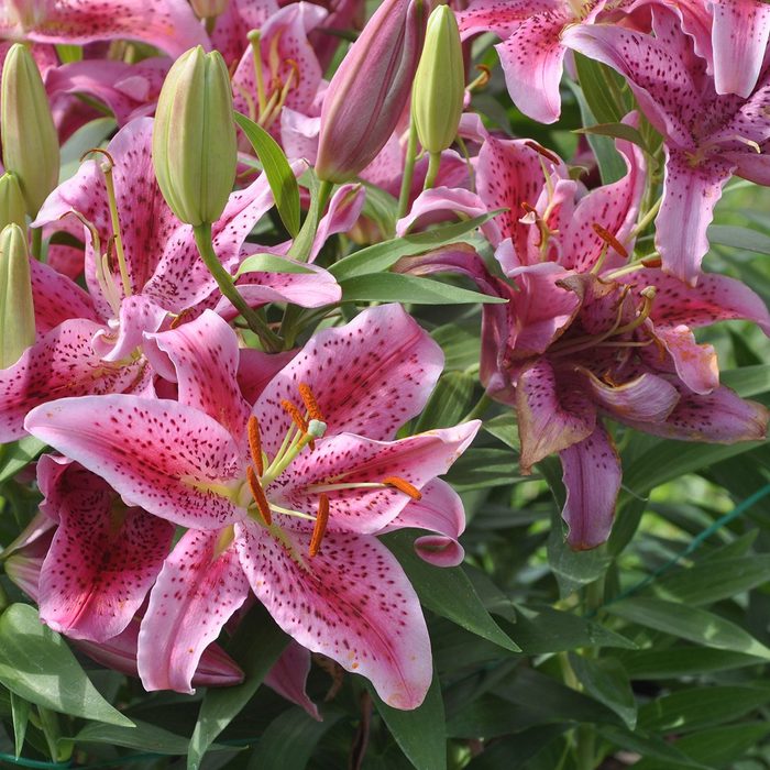 "Stargazer lilies, with striking white, red and pink petals and orange anthers, in bloom."