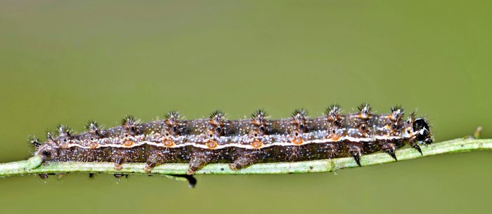 A pearl crescent caterpillar crossing a stem.