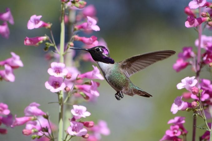 drought tolerant garden, hummingbird and penstemon