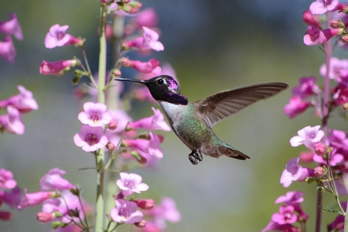 hummingbird and penstemon