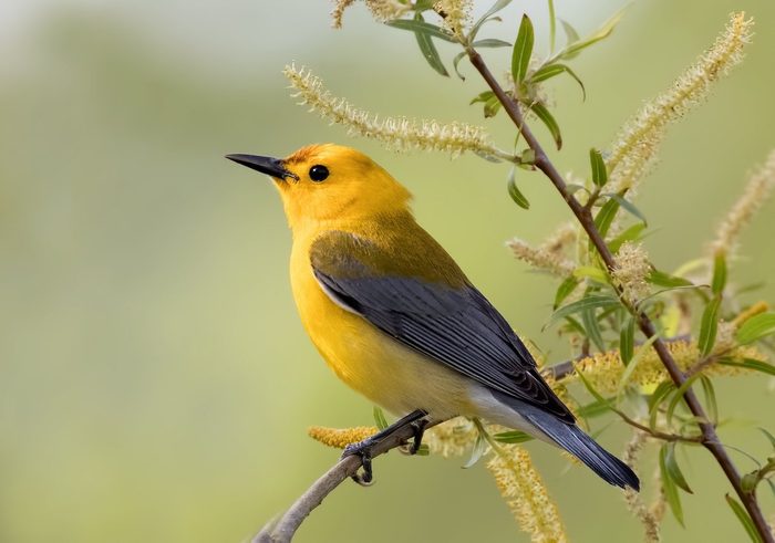 prothonotary warbler, pictures of warblers