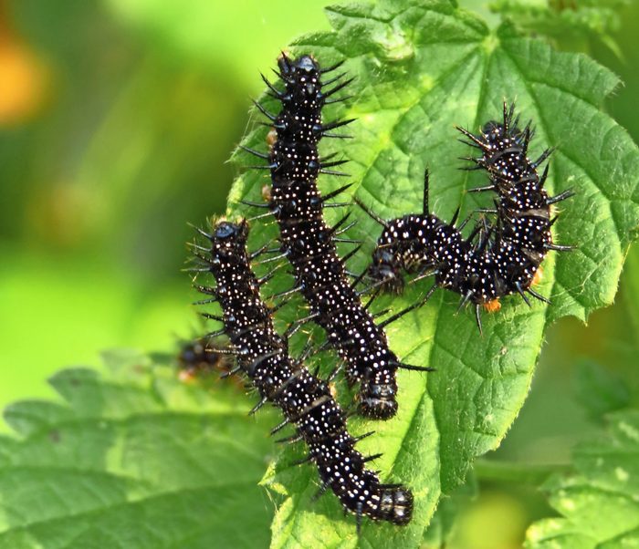 Three red admiral caterpillars gathered together on a leaf.