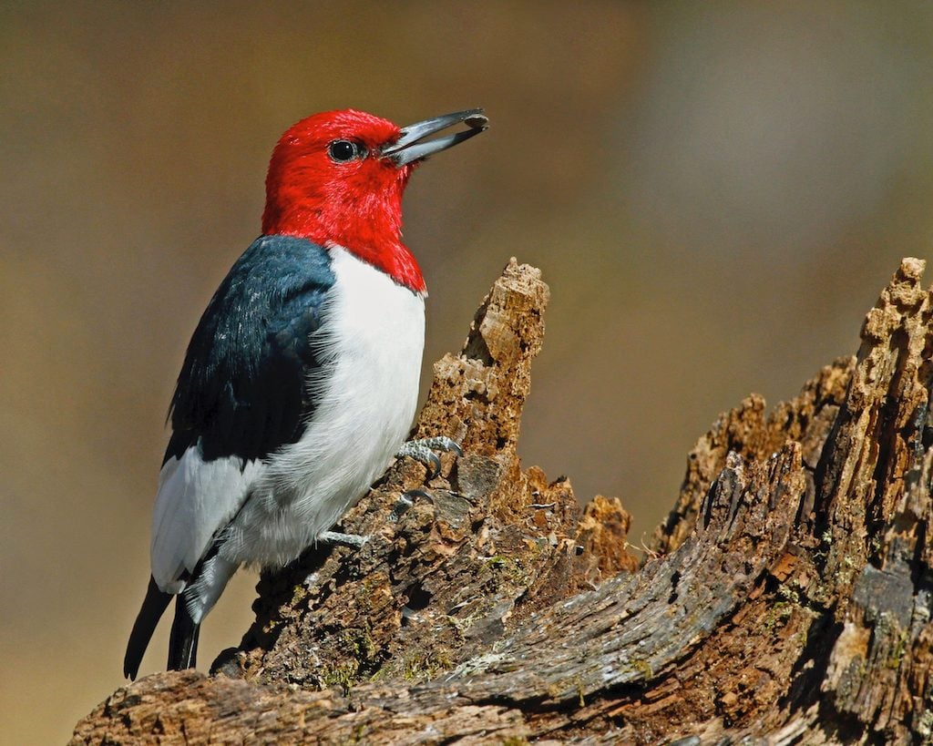 types of woodpeckers, red-headed woodpecker