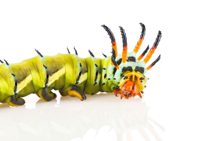 A closeup of a regal moth caterpillar. 