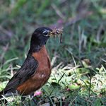 What Do Robins Eat? How to Attract Robins