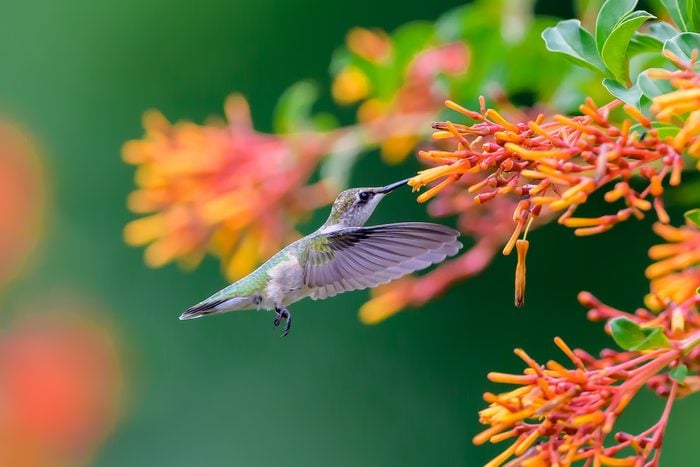 A ruby-throated hummingbird sips nectar from a firecracker plant.