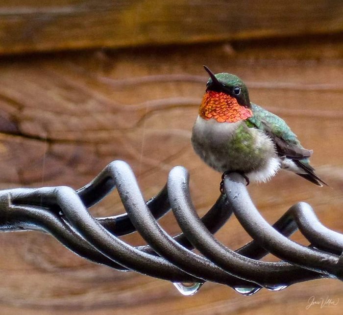 A ruby-throated hummingbird sits on a deck after a rainstorm.