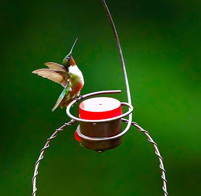 A male ruby-throated hummingbird spreads his wings while sitting on a hummingbird feeder.
