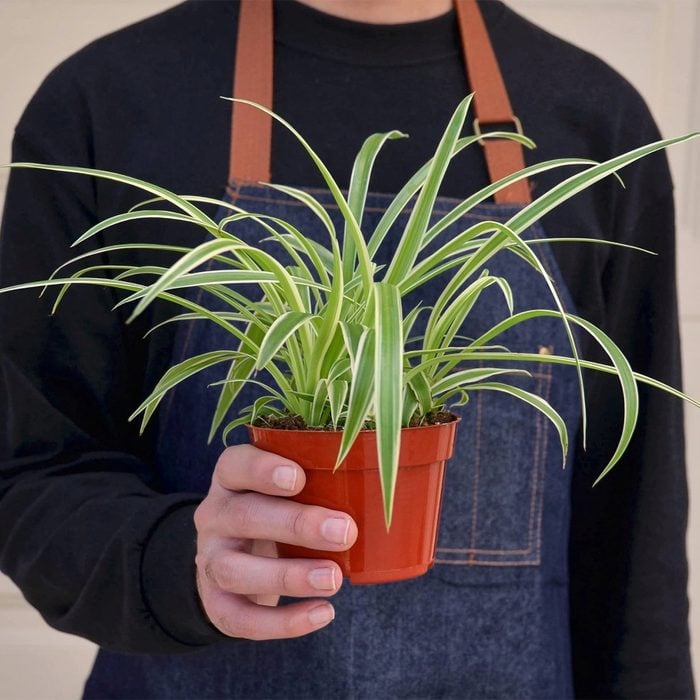 A gardener holds a spider plant in a pot.
