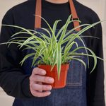 How to Grow Indoor Plants: Tips from Real Gardeners