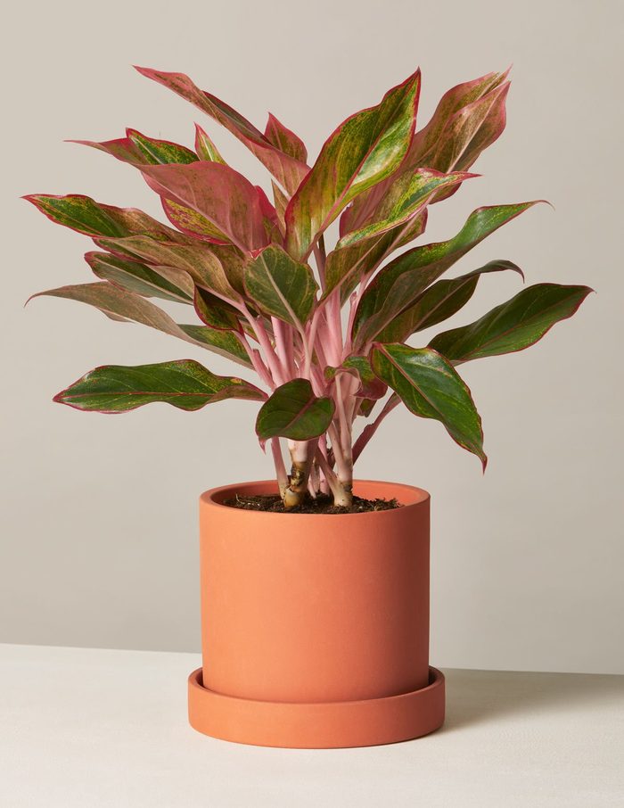 red agalonema houseplant