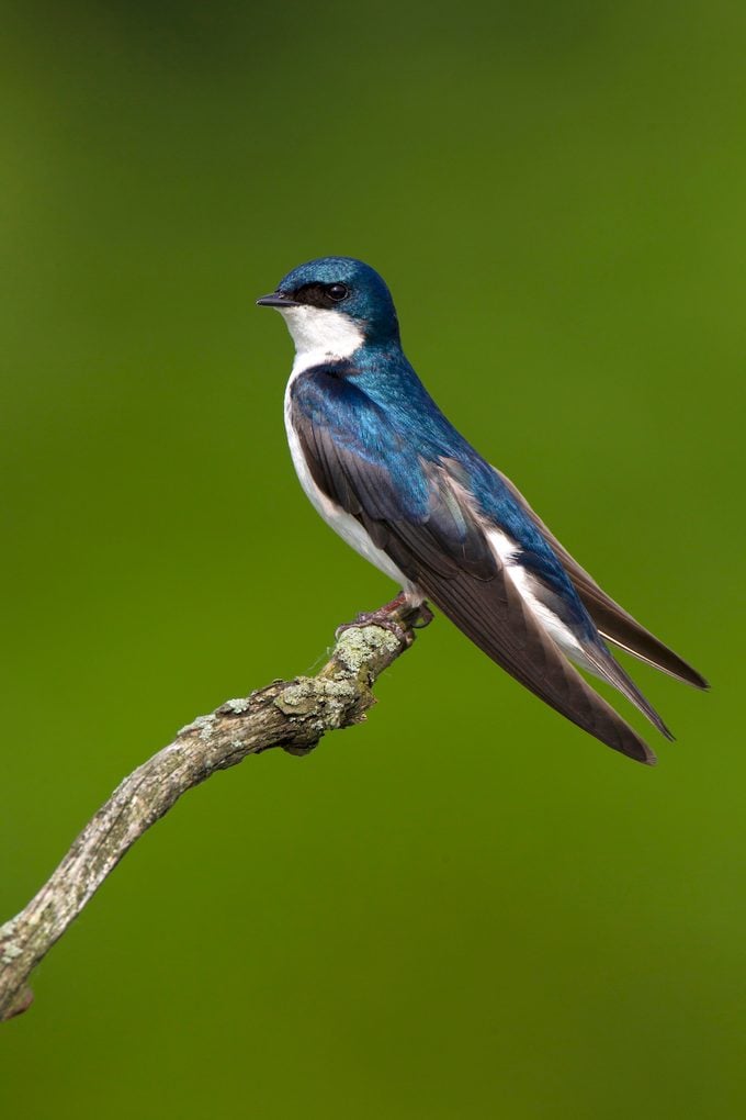 Tree swallow perched on branch.