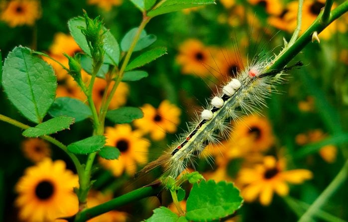 A white-marked tussock caterpillar on a rose stem.